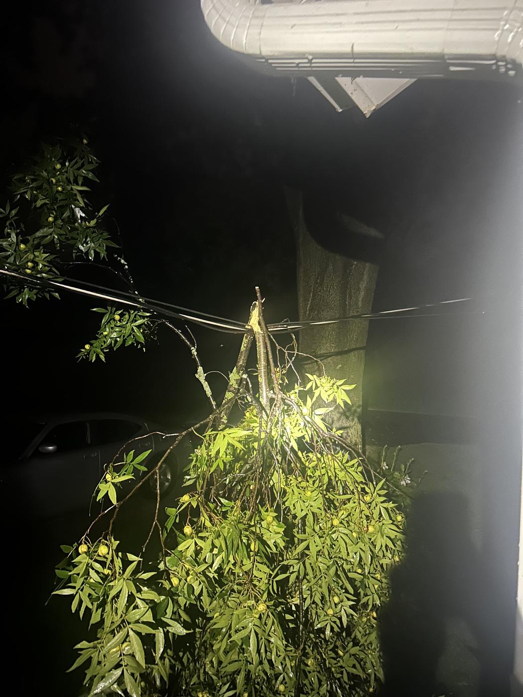 A fallen limb caught on power lines at night, lit by a work light