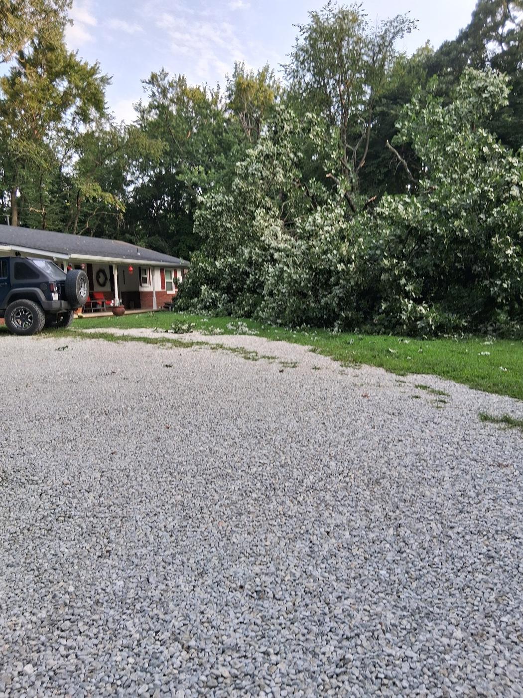 A large tree down across a lawn beside a house